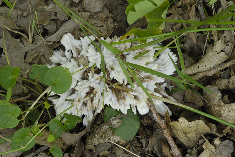 Thelephora penicillata